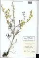 Delphinium semibarbatum • زبانپسقفای زرد