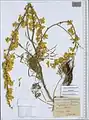 Delphinium semibarbatum • زبانپسقفای زرد