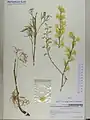 Delphinium semibarbatum • زبانپسقفای زرد