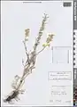 Delphinium semibarbatum • زبانپسقفای زرد