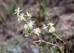 Delphinium semibarbatum • زبانپسقفای زرد