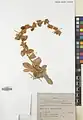 Convolvulus reticulatus • پیچک مشبک