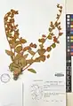 Convolvulus reticulatus • پیچک مشبک