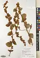 Convolvulus reticulatus • پیچک مشبک