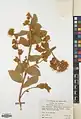 Convolvulus reticulatus • پیچک مشبک