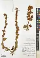 Convolvulus reticulatus • پیچک مشبک