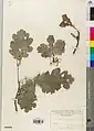 Quercus pedunculata • بلوط پیاله بشقابی