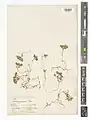 Scutellaria glechomoides • بشقابی توچالی