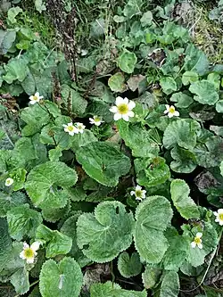 Caltha alba • همیشه‌بهار باتلاقی سفید