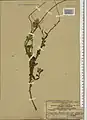 Carduus seminudus • تاتاری خزری