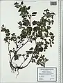 Parietaria lusitanica • گوش موش پرتقالی
