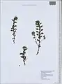 Parietaria lusitanica • گوش موش پرتقالی