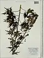 Delphinium speciosum • زبانپسقفای زیبا
