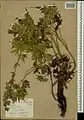 Delphinium speciosum • زبانپسقفای زیبا