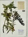 Delphinium speciosum • زبانپسقفای زیبا