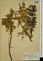 Delphinium speciosum • زبانپسقفای زیبا