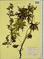 Delphinium speciosum • زبانپسقفای زیبا