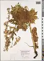 Delphinium speciosum • زبانپسقفای زیبا