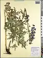 Delphinium speciosum • زبانپسقفای زیبا