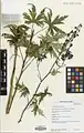 Delphinium speciosum • زبانپسقفای زیبا