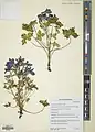 Delphinium speciosum • زبانپسقفای زیبا