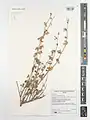 Taverniera cuneifolia • اسپرس درختی