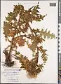 Cirsium obvallatum • کنگر برگه‌پوش