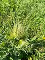 Cirsium obvallatum • کنگر برگه‌پوش