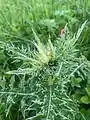 Cirsium obvallatum • کنگر برگه‌پوش