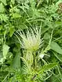 Cirsium obvallatum • کنگر برگه‌پوش