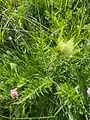 Cirsium obvallatum • کنگر برگه‌پوش
