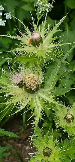 Cirsium obvallatum • کنگر برگه‌پوش