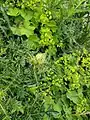 Cirsium obvallatum • کنگر برگه‌پوش