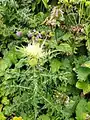 Cirsium obvallatum • کنگر برگه‌پوش