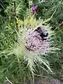 Cirsium obvallatum • کنگر برگه‌پوش