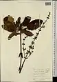 Salvia staminea • مریم‌گلی مازندرانی