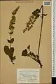Salvia staminea • مریم‌گلی مازندرانی