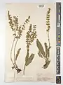 Salvia staminea • مریم‌گلی مازندرانی