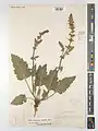 Salvia staminea • مریم‌گلی مازندرانی