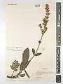 Salvia staminea • مریم‌گلی مازندرانی