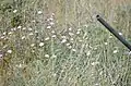 Convolvulus dorycnium • پیچک فارسی