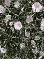 Convolvulus dorycnium • پیچک فارسی