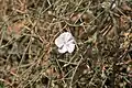 Convolvulus dorycnium • پیچک فارسی