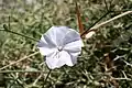 Convolvulus dorycnium • پیچک فارسی