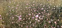 Convolvulus dorycnium • پیچک فارسی
