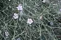 Convolvulus dorycnium • پیچک فارسی