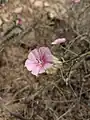 Convolvulus dorycnium • پیچک فارسی
