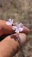 Dianthus strictus • میخک افراشته