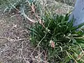 Dianthus strictus • میخک افراشته