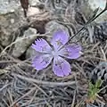 Dianthus strictus • میخک افراشته